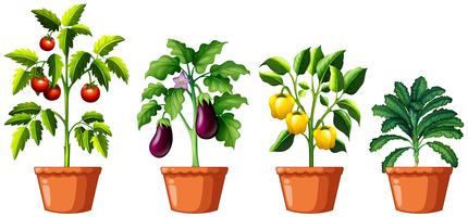 Tomato Plant Vector Art, Icons, and Graphics for Free Download Tomato Plant Vector Art, Icons, and Graphics for Free Download