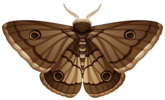 Moth closeup white background vector