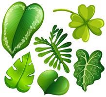 Set of green leaves vector