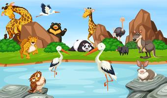 Many wild animals by the pond vector