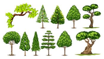 Different kinds of trees vector