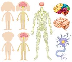 Anatomía del niño y niña vector