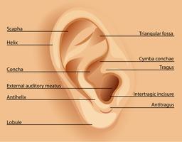 Diagram of the ear vector