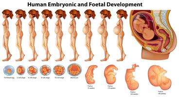 Vector de Desarrollo Embrionario y Fetal Humano.