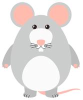 Gray mouse on white background