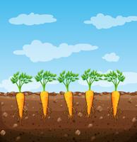 Carrots growing underground with roots vector