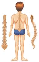 Anatomía humana de la columna vertebral sobre fondo blanco vector