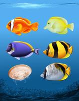 Many fish underwater theme vector