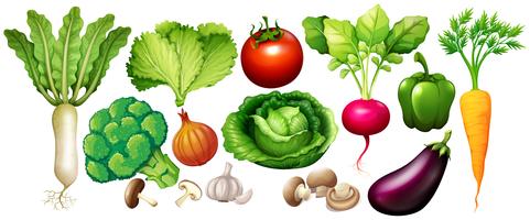 Different types of vegetables vector