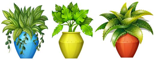 Plants in the pot vector