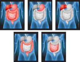 X-ray films of human organs vector