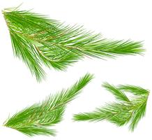 Pine leaves on white background vector