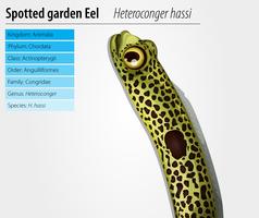 Spotted Garden Eel vector