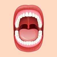 Anatomia de la boca humana vector