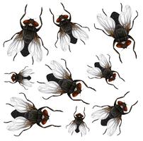 Many fly on white background vector