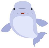 Beluga whale on white background vector