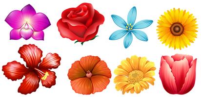 Different kind of flowers vector
