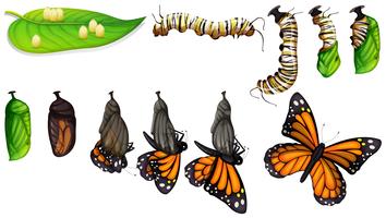 El ciclo de vida de la mariposa. vector