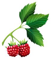 Fresh rasberries with stem vector