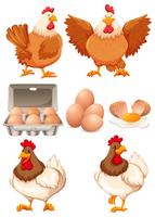 Pollos y huevos frescos. vector