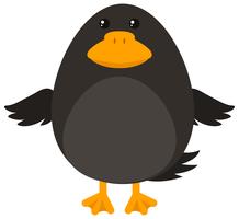 Black bird on white background vector