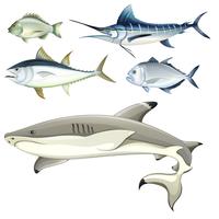 Fishes vector