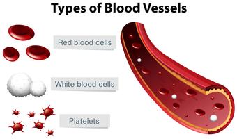 Types of Blood Vessels Illustration vector