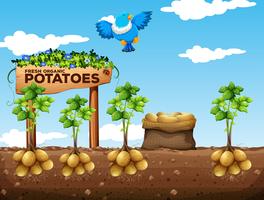 Scene of potatoes farm vector
