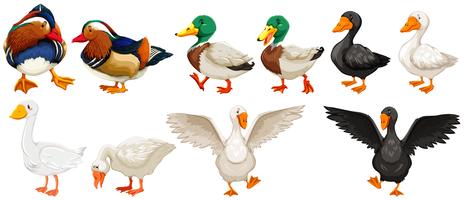 Diferentes tipos de patos y de ganso. vector