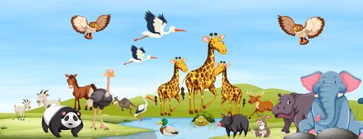 Happy Animals in the Nature vector