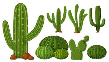 Diferentes tipos de cactus vector
