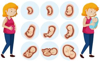 Un conjunto de desarrollo de embriones humanos vector