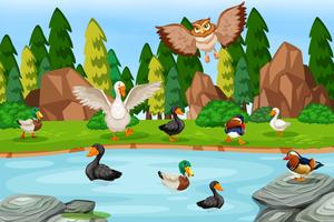 Many duck at the pond vector
