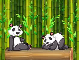 Dos osos panda en el bosque de bambú vector