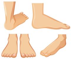 Human Foot Anatomy on White Background
