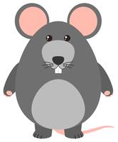 Gray rat on white background vector