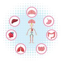 Diagrama que muestra diferentes partes del cuerpo. vector