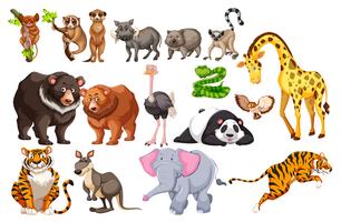 A Set of Wild Animals on White Background vector