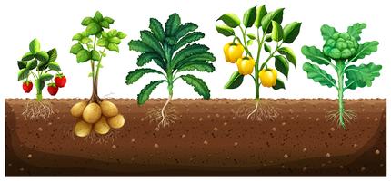 Muchos tipos de verduras plantando en tierra vector