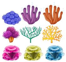 Different types of coral reef vector