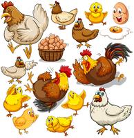 Chicken and fresh eggs vector