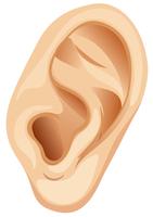 Un oído humano sobre fondo blanco