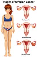 A Vector of Female Ovary Stages