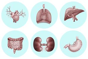 Diferentes partes del cuerpo humano. vector