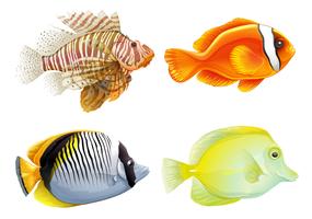 Four fishes vector