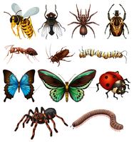 Conjunto de diferentes insectos salvajes vector