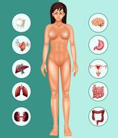 La mujer y los diferentes órganos. vector