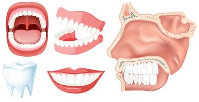 A Set of Human Teeth vector