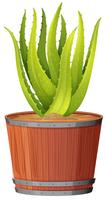 Planta de aloe en la olla vector