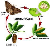 Diagrama del ciclo de vida de la polilla vector